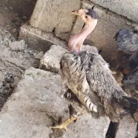 با سلام فروش شیش عدد مرغ و خروس گردن گلابی