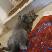 گربه بریتیش اسکاتیش ماده