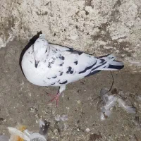 کبوتر|پرنده|دورود, |دیوار