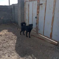 سگ نگهبان|سگ|سروستان, |دیوار