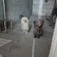 سگ پاکوتاه|سگ|سیرجان, |دیوار