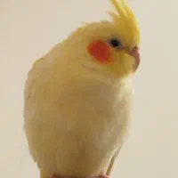 عروس هلندی ماده