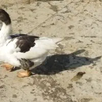 غاز ماده تخم گذار کرچ میشه|حیوانات مزرعه|قرچک, باقرآباد|دیوار