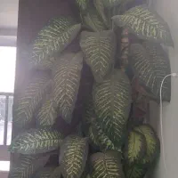 گل دیفن باخیا|گل و گیاه طبیعی|دالاهو, |دیوار