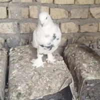 کبوتر|پرنده|حمیدیا, |دیوار