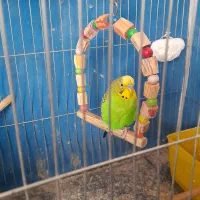 مرغ عشق نر بالغ|پرنده|فردیس, نگارستان|دیوار