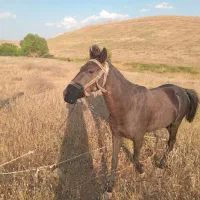 اسب هفت ساله
