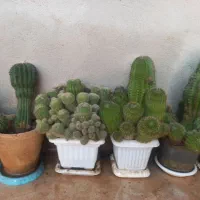 گلدان طبیعی|گل و گیاه طبیعی|سمنان, |دیوار