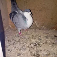 کبوتر|پرنده|زابل, |دیوار