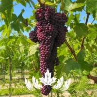 فروش ویژه نهال انگور یاقوتی