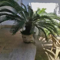 یک عدد گلدان سیکاس بزرگ