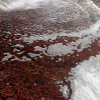 قالیشویی/ رفوگری /مبلشویی پرویزی|خدمات نظافت|فردیس, ثابتی|دیوار