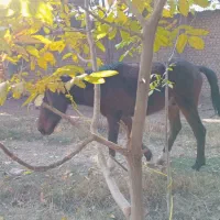 کره اسب نژاد کرد نریون|اسب و تجهیزات اسب‌سواری|هشتگرد, هیو|دیوار