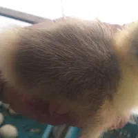 جوجه غاز ۳روزه|حیوانات مزرعه|بندر ترکمن, |دیوار