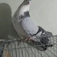 کبوتر دمگیر