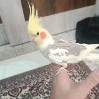 عروس هلندی جفت مولد سرحال و دستی|پرنده|ری, علایین|دیوار