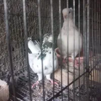 کبوتر پرشی|پرنده|تهران, خانی‌آباد|دیوار