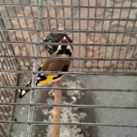 زیر دهن سهره