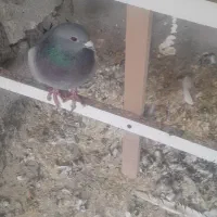 کبوتر مسافتی