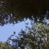 چوپان گوسفند جهت چراندن