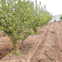 فروش استبل/۱۱۰مترنیمه کاره/شوش آبادی داود