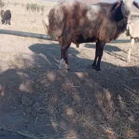 حیوان|حیوانات مزرعه|میان ولایت, |دیوار
