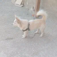 سگ خانگی پا کوتاه|سگ|صباشهر, |دیوار