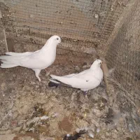 کبوتر|پرنده|شهرکرد, |دیوار