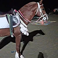 نریان سواری دار|اسب و تجهیزات اسبسواری|دیلم, |دیوار