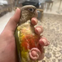 طوطی گرینچیک گمشده