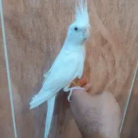 عروس هلندی نر البینو دستی