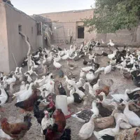 فروش اردک|حیوانات مزرعه|شاهین دژ, |دیوار