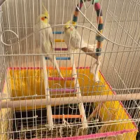 عروس هلندی دستی نر و ماده سخنگو با قفس