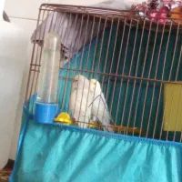 مرغ عشق رنگ سابت