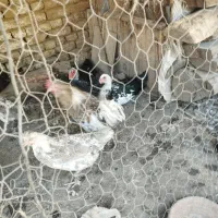 فروش 30عدد مرغ و اردک اسراییلی به صورت یکجا|حیوانات مزرعه|اسدآباد, |دیوار
