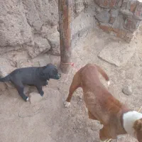 توله بیت بول با سگ سرابی