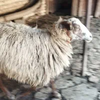 ی عدد گوسفند ورمار