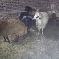 فروش چهار عدد تخلی گوشتی|حیوانات مزرعه|ایواوغلی, |دیوار