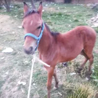 فروش کره ماده دوسر عرب پنج ماه|اسب و تجهیزات اسبسواری|سپیدان, |دیوار