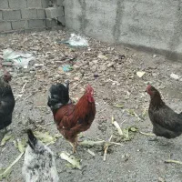2 عدد خروس جوان و سگ نژاد آمریکایی
