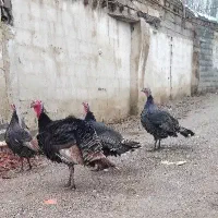 فروش بوقلمون۴عدد ۳عددماده یک عددنر