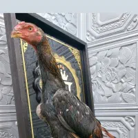 خروس لاری
