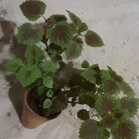 گل حسن یوسف|گل و گیاه طبیعی|اهواز, منبع اب|دیوار