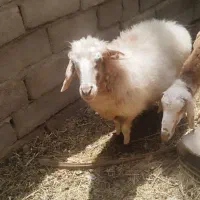 میش داشتی