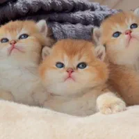 دنیای گربه های خاص آپارتمانی(پرشین بریتیش اسکاتیش)|گربه|مشهد, سجاد شهر|دیوار