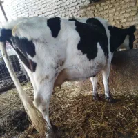 گاو سمینتال