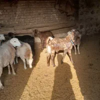 بزغاله نر چهل خال