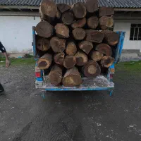 خرید درختان باغی|خدمات باغبانی و درختکاری|لاهیجان, آهندان|دیوار