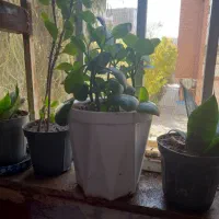 تعدادی گل طبیعی|گل و گیاه طبیعی|قم, بلوار امین و ساحلی|دیوار