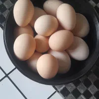 تخم مرغ محلی نطفه دار